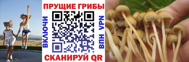 Псилоцибиновые грибы ЛСД  Динская 